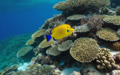 St. Vincent and the Grenadines: A Snorkeler’s Paradise in the Caribbean